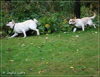 Joyful Lab's Cuddly Girl & Classic Girl