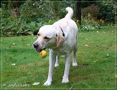 Joyful Lab's Cuddly Girl & Classic Girl