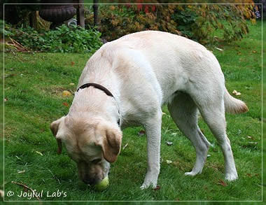 Joyful Lab's Cuddly Girl & Classic Girl