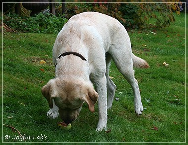 Joyful Lab's Cuddly Girl & Classic Girl