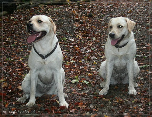 Joyful Lab's Cuddly Girl & Classic Girl