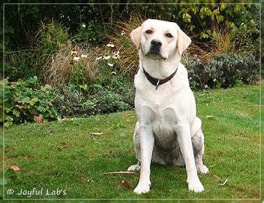 Joyful Lab's Cuddly Girl & Classic Girl