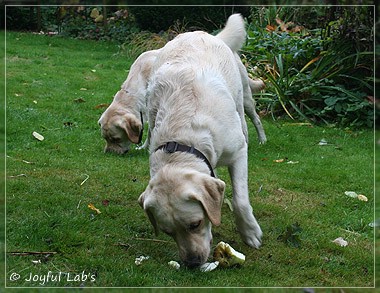 Joyful Lab's Cuddly Girl & Classic Girl