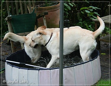 Joyful Lab's Cuddly Girl & Classic Girl