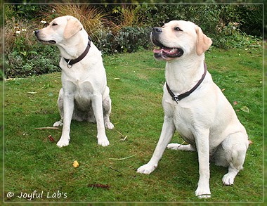 Joyful Lab's Cuddly Girl & Classic Girl