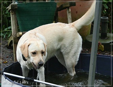 Joyful Lab's Cuddly Girl & Classic Girl