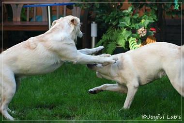 Joyful Lab's Cuddly Girl & Classic Girl