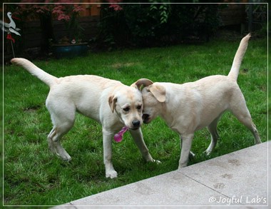 Joyful Lab's Cuddly Girl & Classic Girl