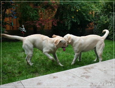 Joyful Lab's Cuddly Girl & Classic Girl