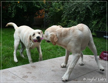 Joyful Lab's Cuddly Girl & Classic Girl