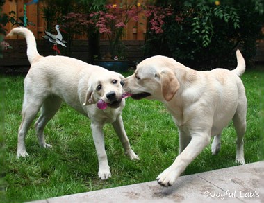 Joyful Lab's Cuddly Girl & Classic Girl