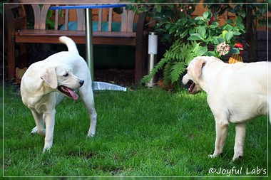 Joyful Lab's Cuddly Girl & Classic Girl