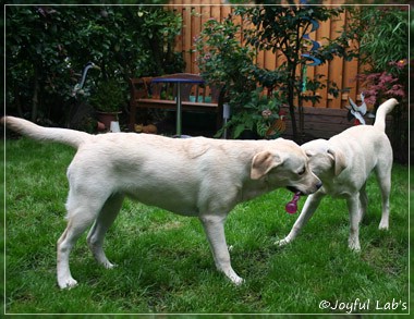 Joyful Lab's Cuddly Girl & Classic Girl