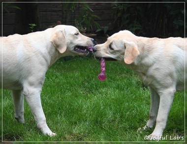 Joyful Lab's Cuddly Girl & Classic Girl