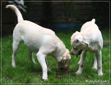 Joyful Lab's Cuddly Girl & Classic Girl