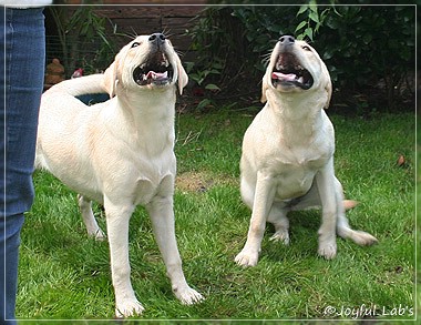 Joyful Lab's Cuddly Girl & Classic Girl