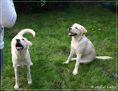 Joyful Lab's Cuddly Girl & Classic Girl