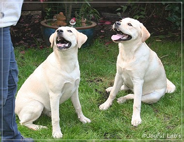 Joyful Lab's Cuddly Girl & Classic Girl