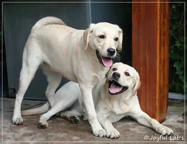 Joyful Lab's Cuddly Girl & Classic Girl