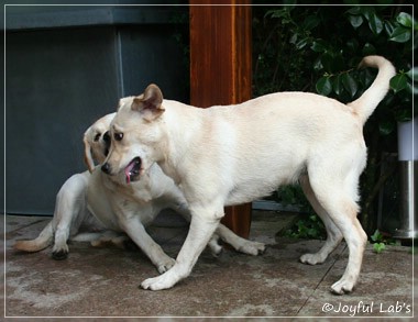 Joyful Lab's Cuddly Girl & Classic Girl