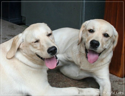 Joyful Lab's Cuddly Girl & Classic Girl