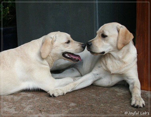 Joyful Lab's Cuddly Girl & Classic Girl