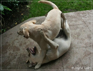 Joyful Lab's Cuddly Girl & Classic Girl