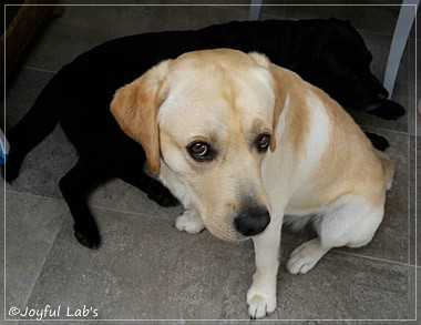 Joyful Lab's Crazy Boy