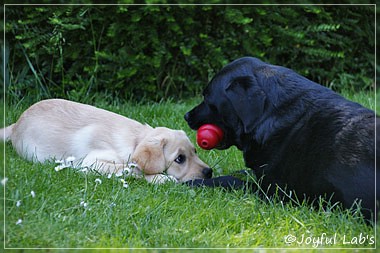 Joyful Lab's Crazy Boy