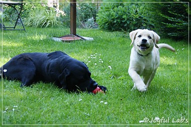 Joyful Lab's Crazy Boy