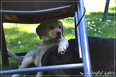 Joyful Lab's Crazy Boy