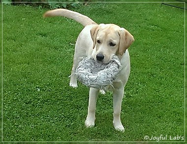 Joyful Lab's Crazy Boy