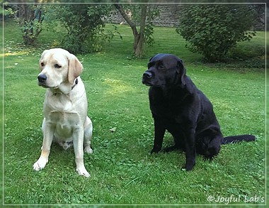 Joyful Lab's Crazy Boy