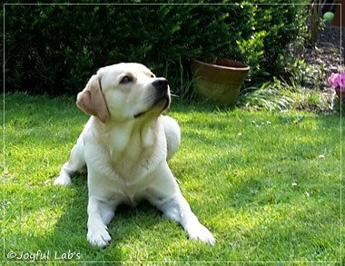 Joyful Lab's Crazy Boy