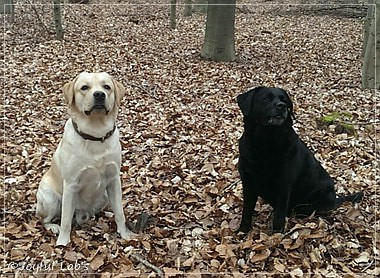 Joyful Lab's Crazy Boy