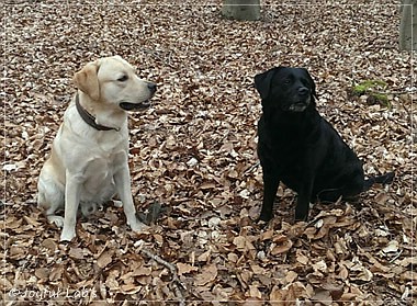 Joyful Lab's Crazy Boy