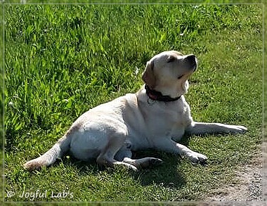 Joyful Lab's Crazy Boy