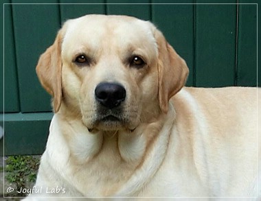 Joyful Lab's Crazy Boy