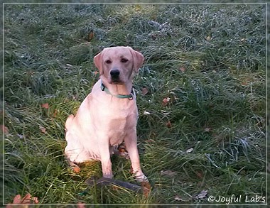 Joyful Lab's Carry Back Boy