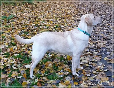 Joyful Lab's Carry Back Boy