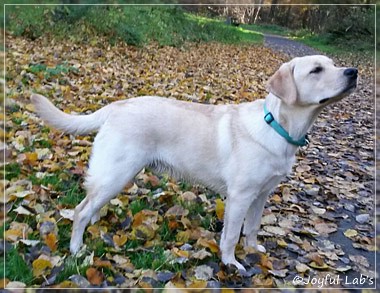 Joyful Lab's Carry Back Boy