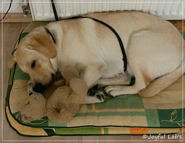 Joyful Lab's Carry Back Boy