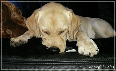 Joyful Lab's Carry Back Boy