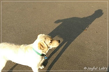 Joyful Lab's Carry Back Boy