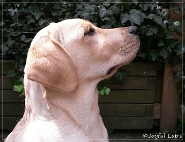 Joyful Lab's Carry Back Boy