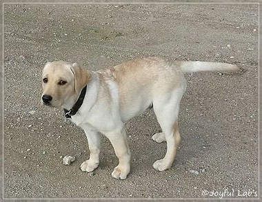 Joyful Lab's Carry Back Boy