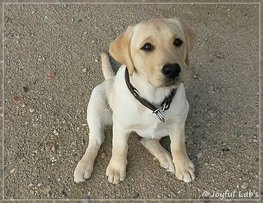 Joyful Lab's Carry Back Boy