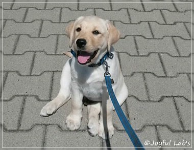 Joyful Lab's Carry Back Boy