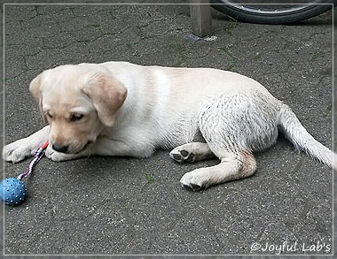 Joyful Lab's Carry Back Boy