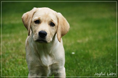 Joyful Lab's Crazy Boy